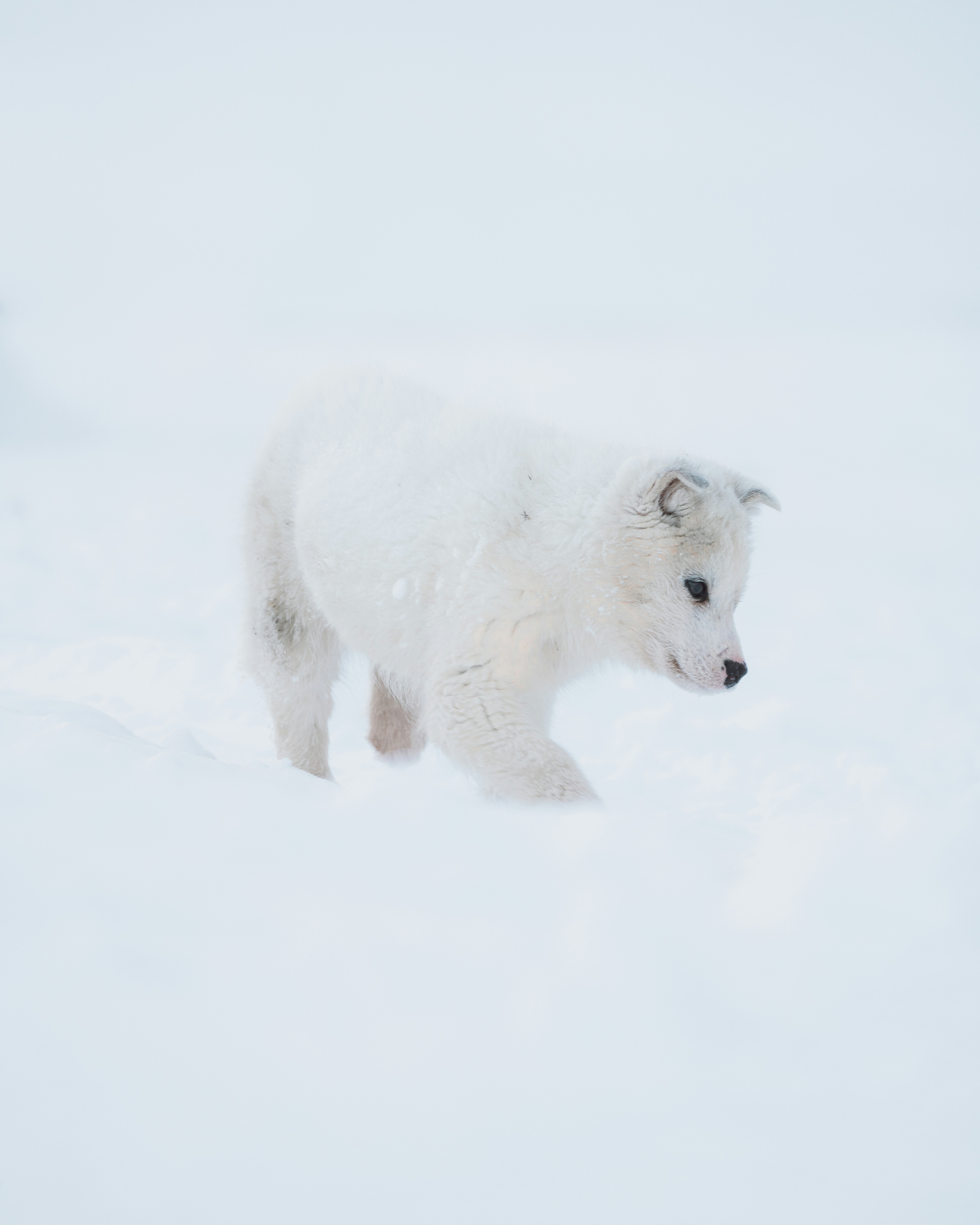 A white wolf walking through a snow covered forest photo – Free Snow Image  on Unsplash, image size:3000x3750