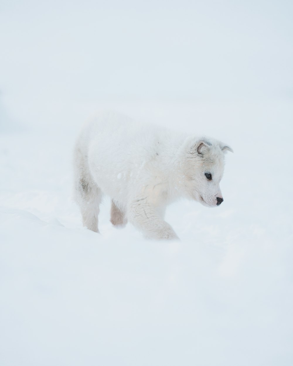 white polar bear on snow covered ground during daytime