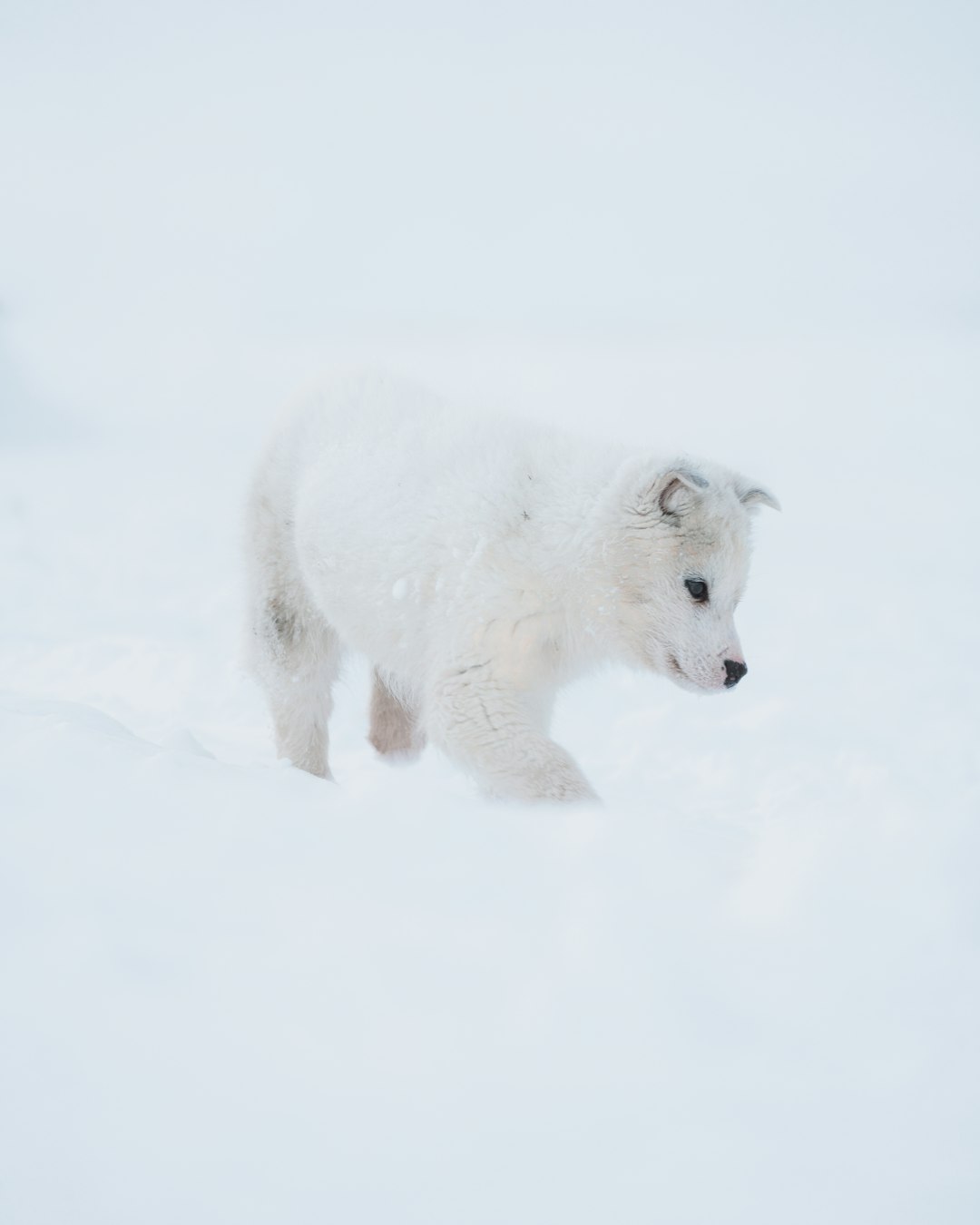 white polar bear on snow covered ground during daytime photo – Free ...