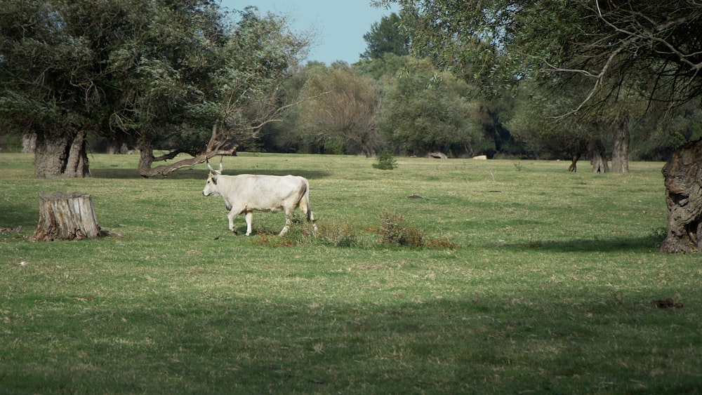 white cow on green grass field during daytime