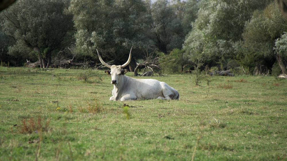 white cow on green grass field during daytime