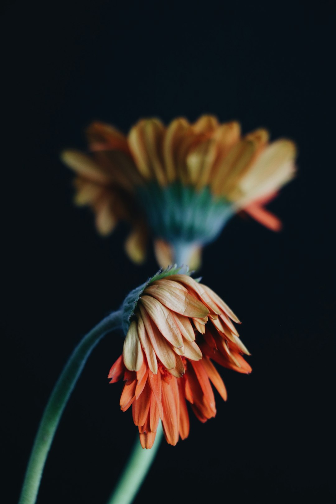 yellow and blue flower in close up photography