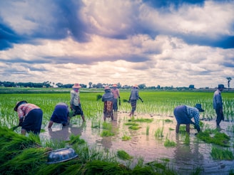 Several people are working in a lush green paddy field under a partly cloudy sky. They are planting rice seedlings in the waterlogged field, dressed in casual work attire, including hats for sun protection.