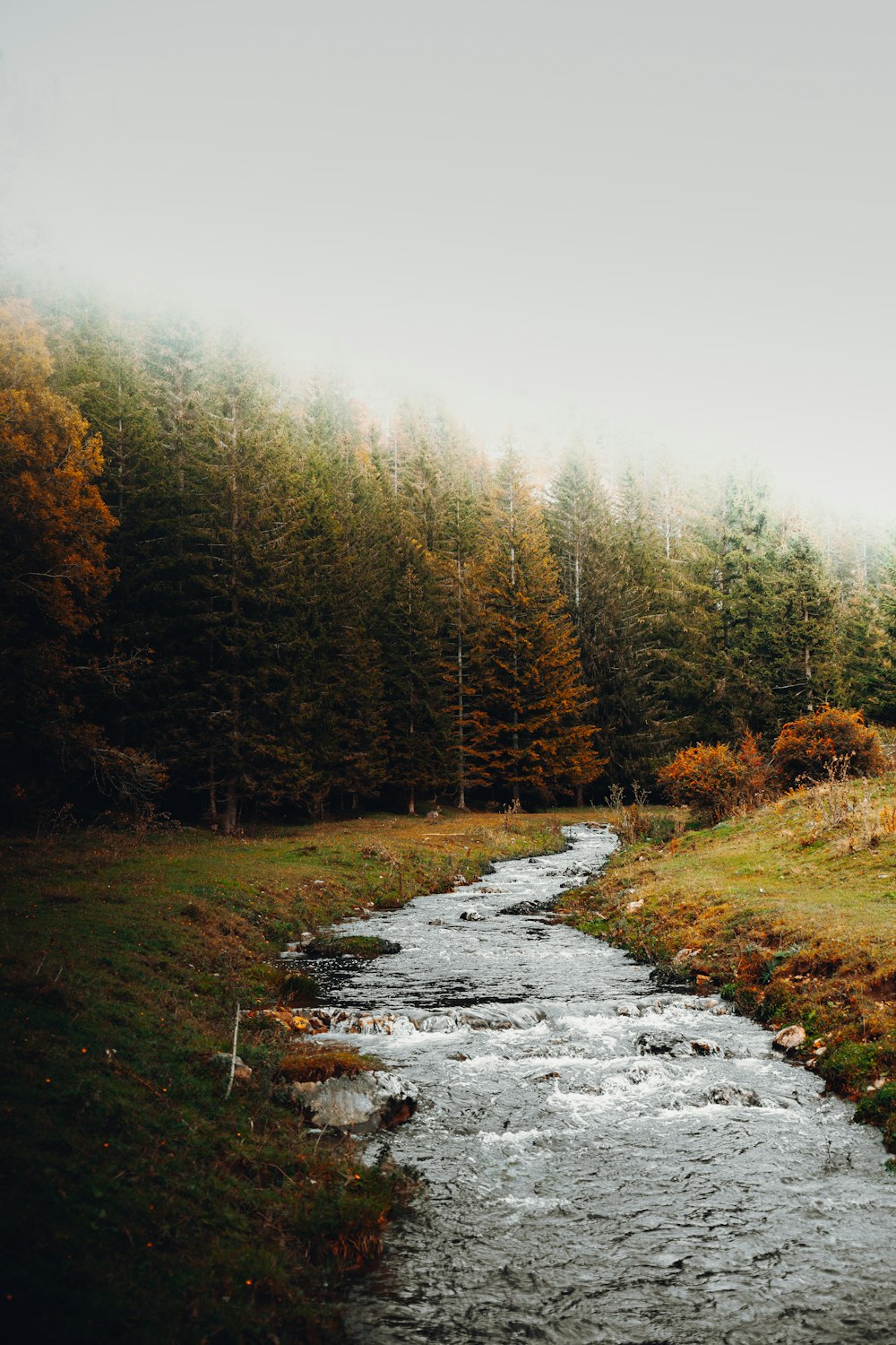 green and brown trees beside river during daytime