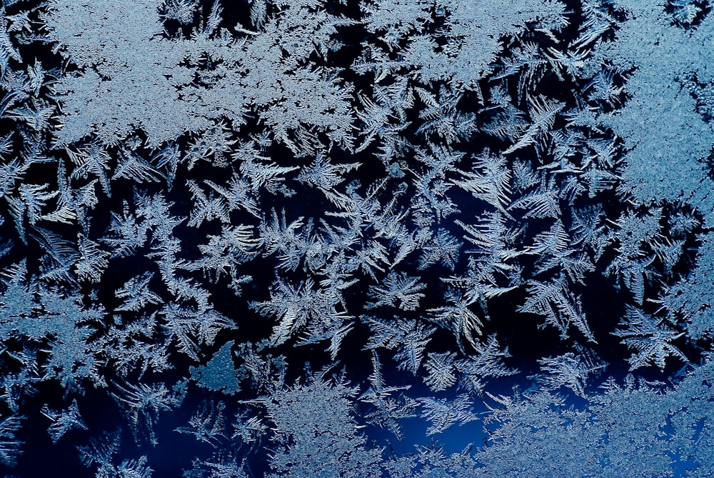 tessuto floreale bianco e blu