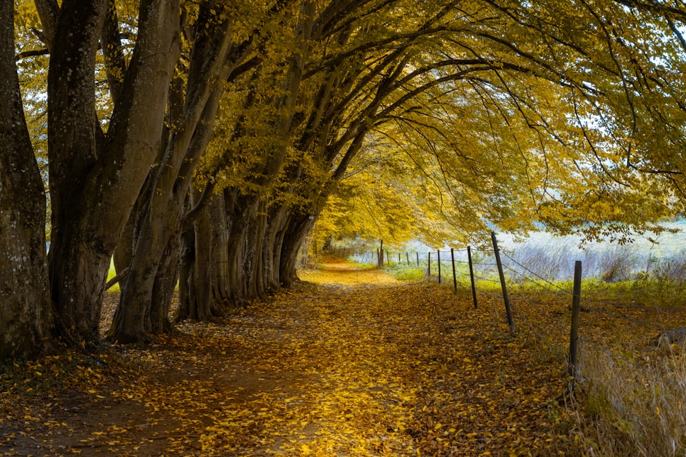 brown dried leaves on ground with trees