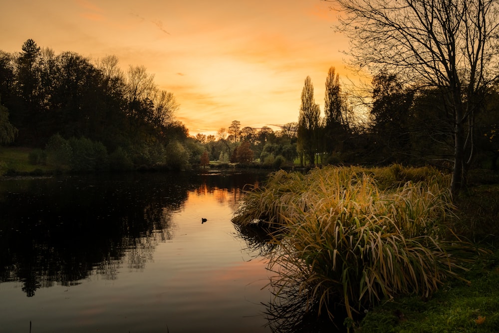 green grass and trees near lake during sunset