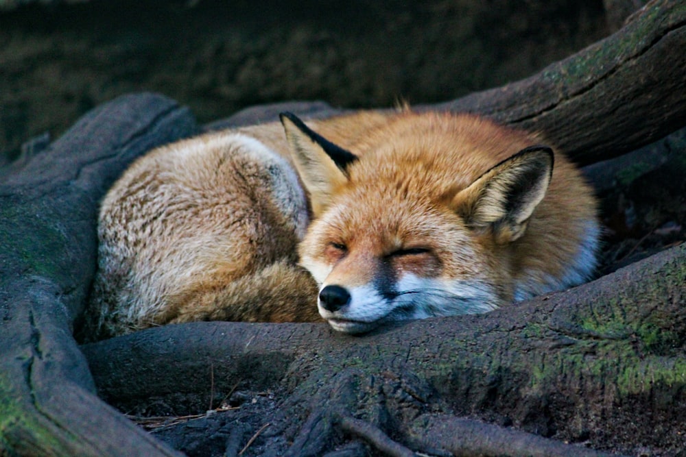 Brauner Fuchs liegt auf schwarzem Felsen