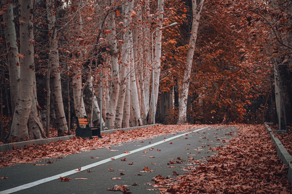 black and white road with brown trees