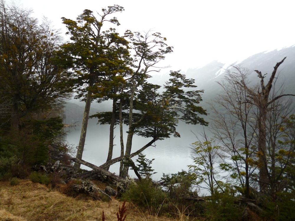 green tree near body of water during daytime