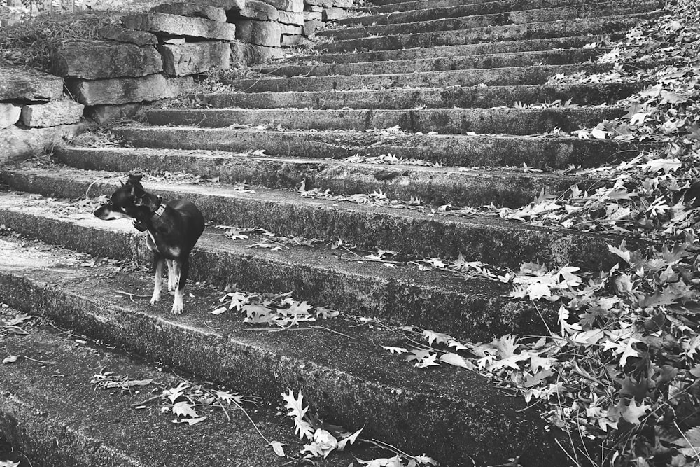 black and white short coated dog on concrete stairs