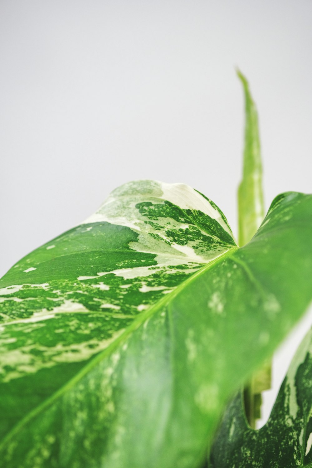 green and white leaf plant