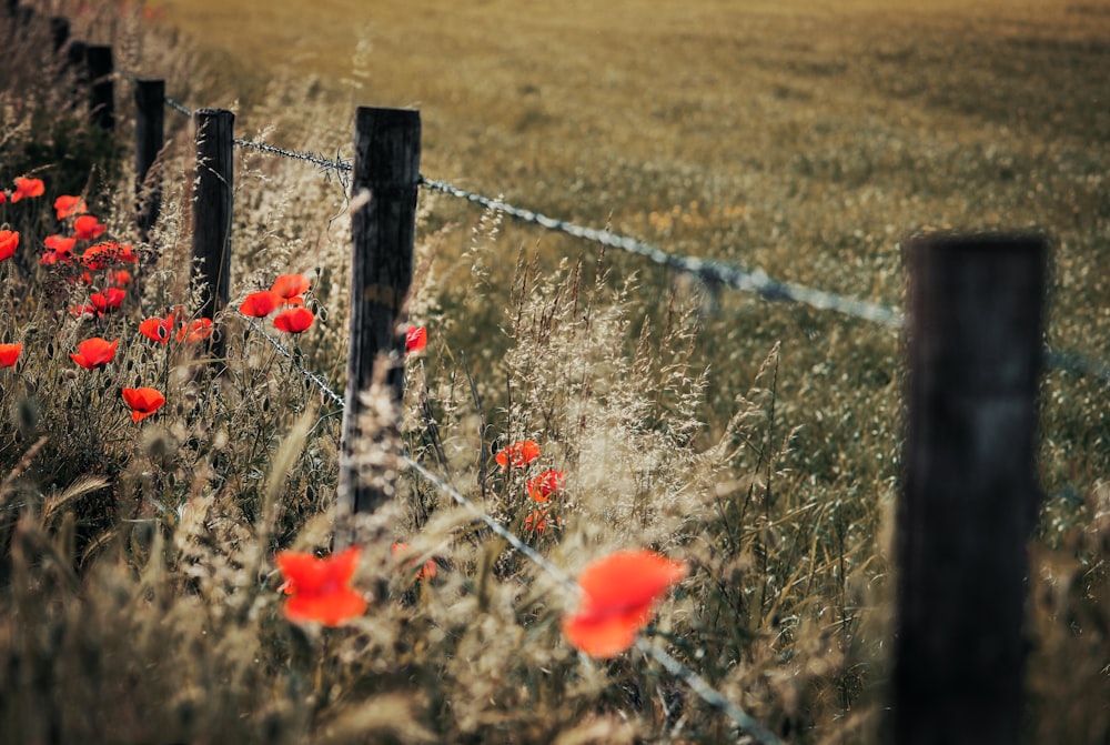 red flower field during daytime