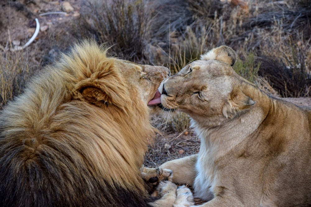 Leone e leonessa sul campo di erba marrone durante il giorno