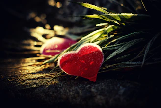 red rose on brown dried leaves