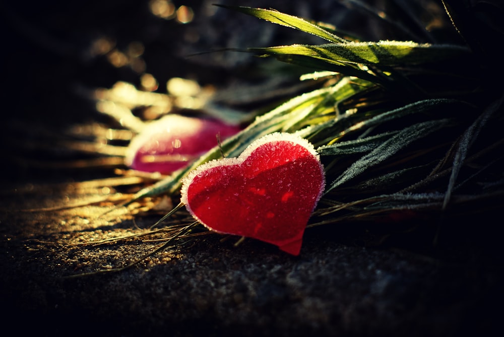 red rose on brown dried leaves