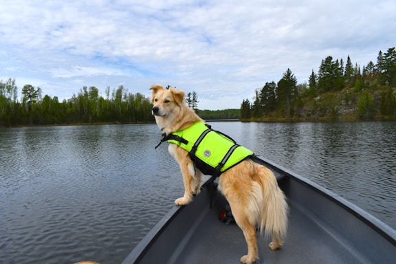 A friendly dog in a life jacket standing by a calm lake shore, ready for aquatic rescue training.