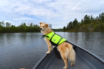 A golden retriever wearing a bright green life jacket stands at the front of a canoe on a calm lake. The background features a serene landscape with dense forests and a cloudy sky.