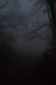 An eerie, misty forest scene evoking a sense of weird horror.
