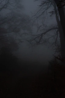 A spooky forest scene from a horror video game, with fog and twisted trees.