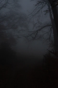 Dark and intriguing book cover featuring a foggy forest and a shadowy figure.