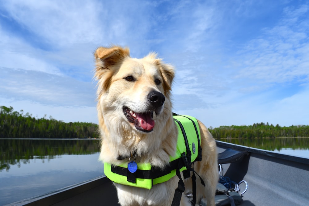 golden retriever with blue leash