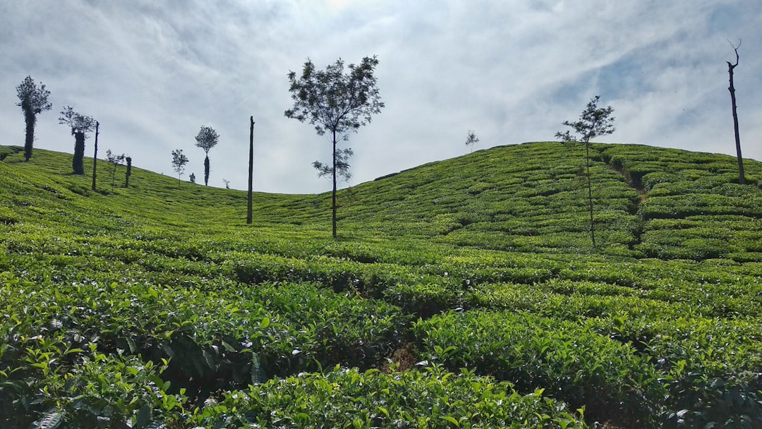 Trekking the Tea Trails: How Far Travelers Will Go for an Authentic… — Trekking the Tea Trails