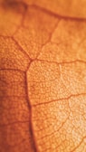 A close-up view of a leaf showing its intricate vein patterns in a warm, autumnal hue.