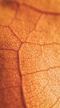 A close-up view of a leaf showing its intricate vein patterns in a warm, autumnal hue.