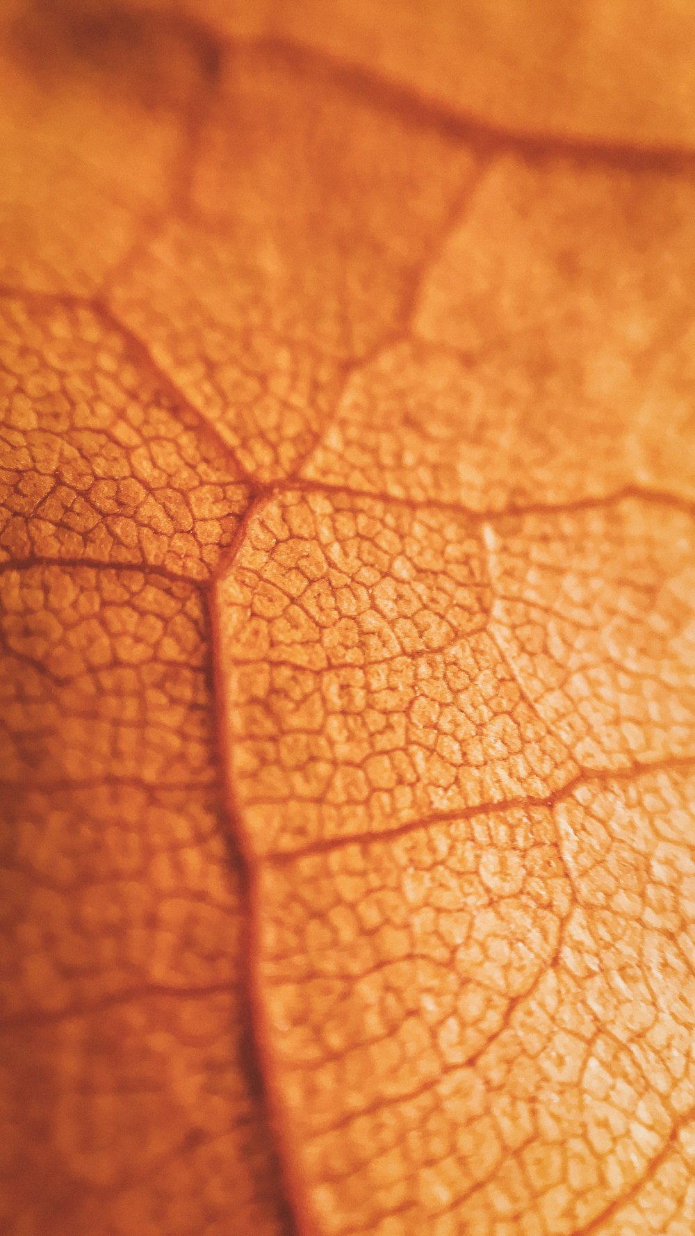 클로즈업 사진의 주황색 잎