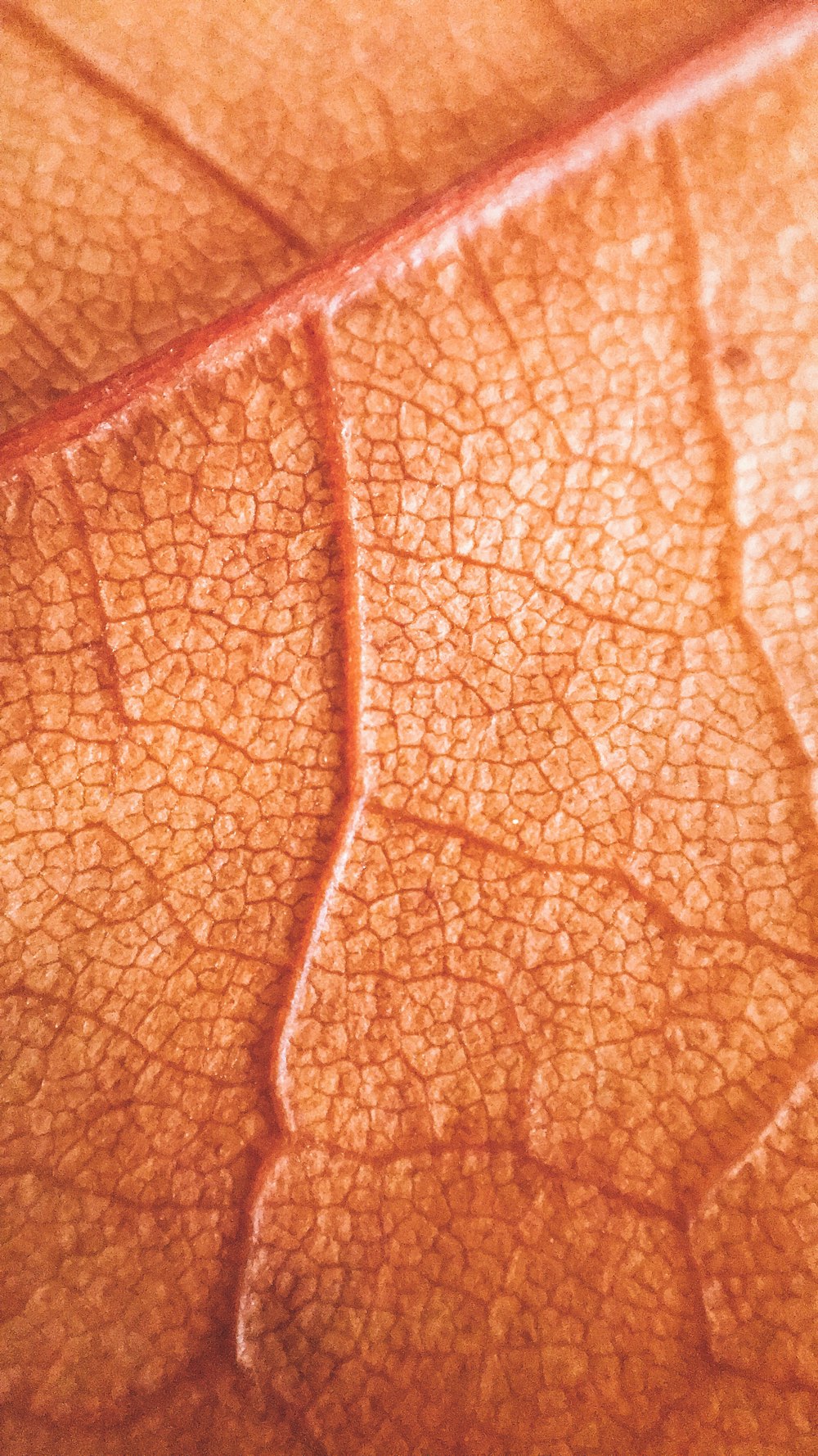 orange leaf in close up photography