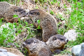 Four groundhogs are gathered among green grass and rocky terrain. Their fur is brownish-gray and blends into the surroundings, creating a natural, earthy scene.