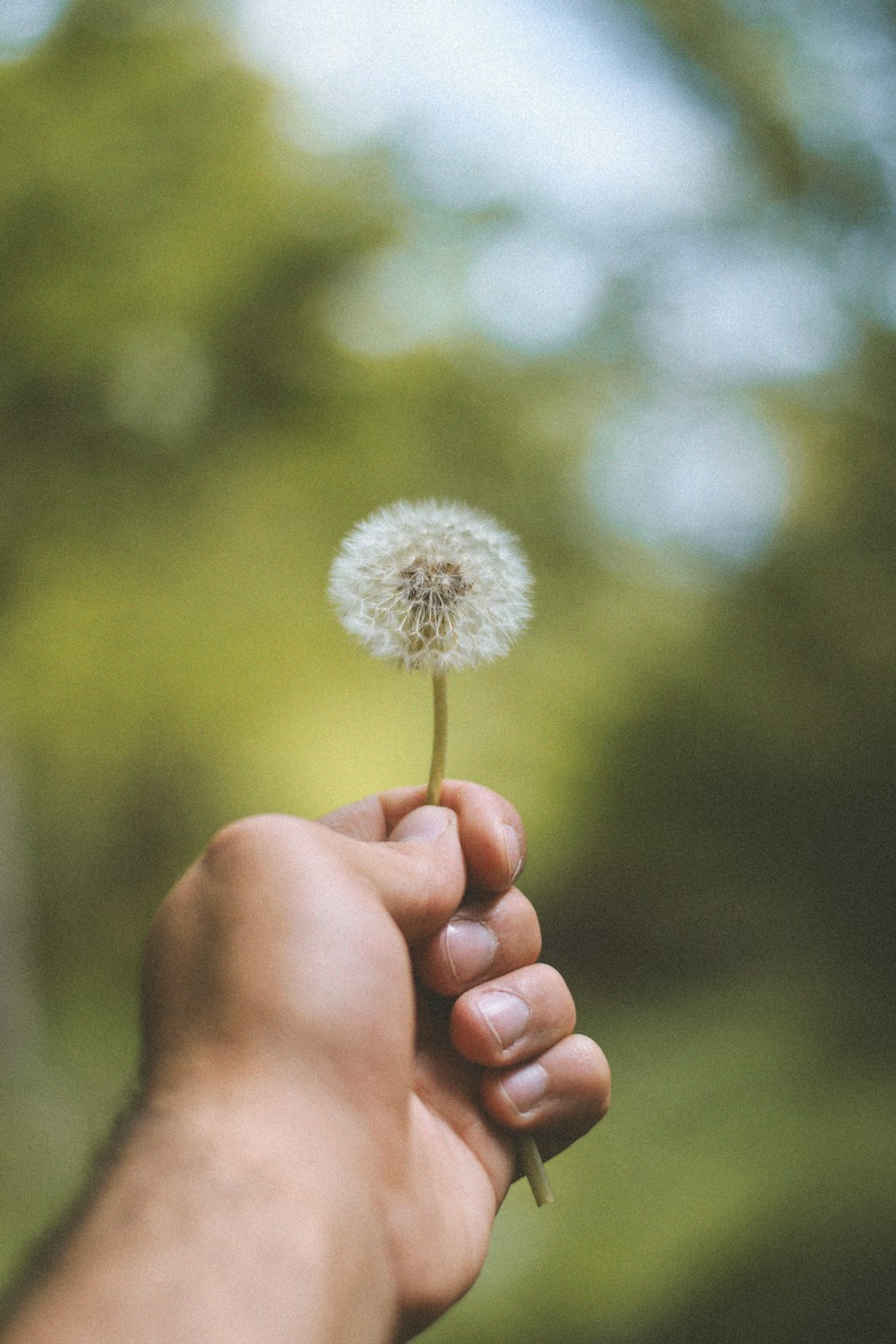 person holding white dandelion flower