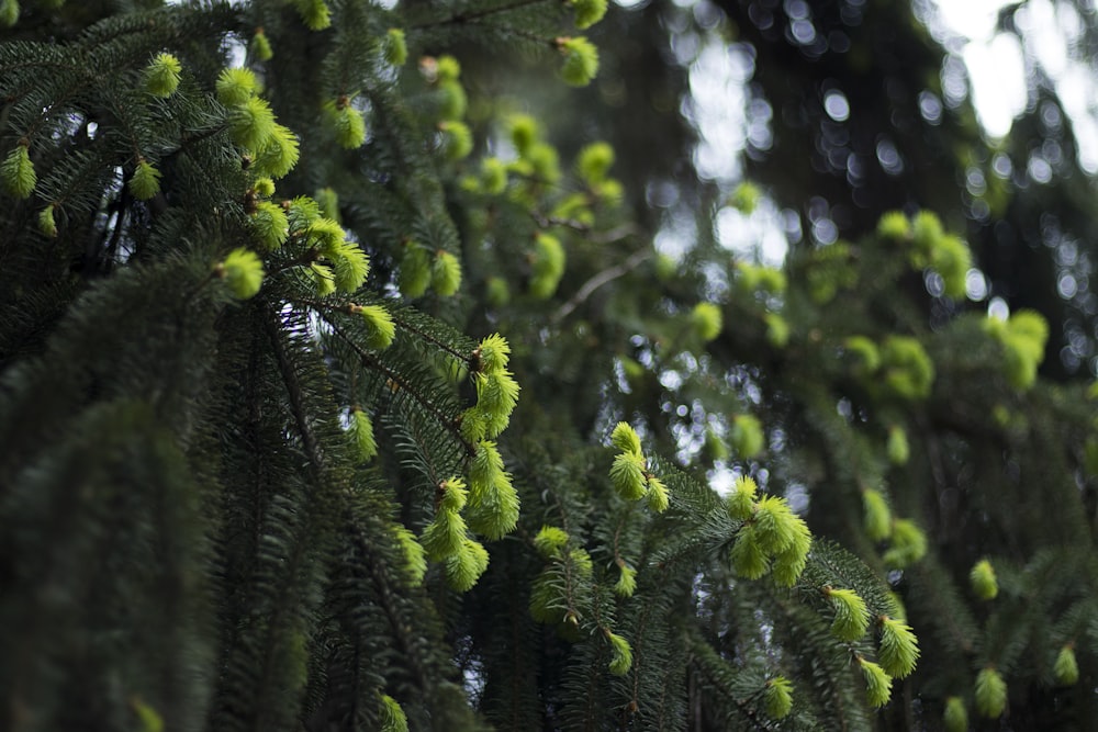 green fern plant in close up photography