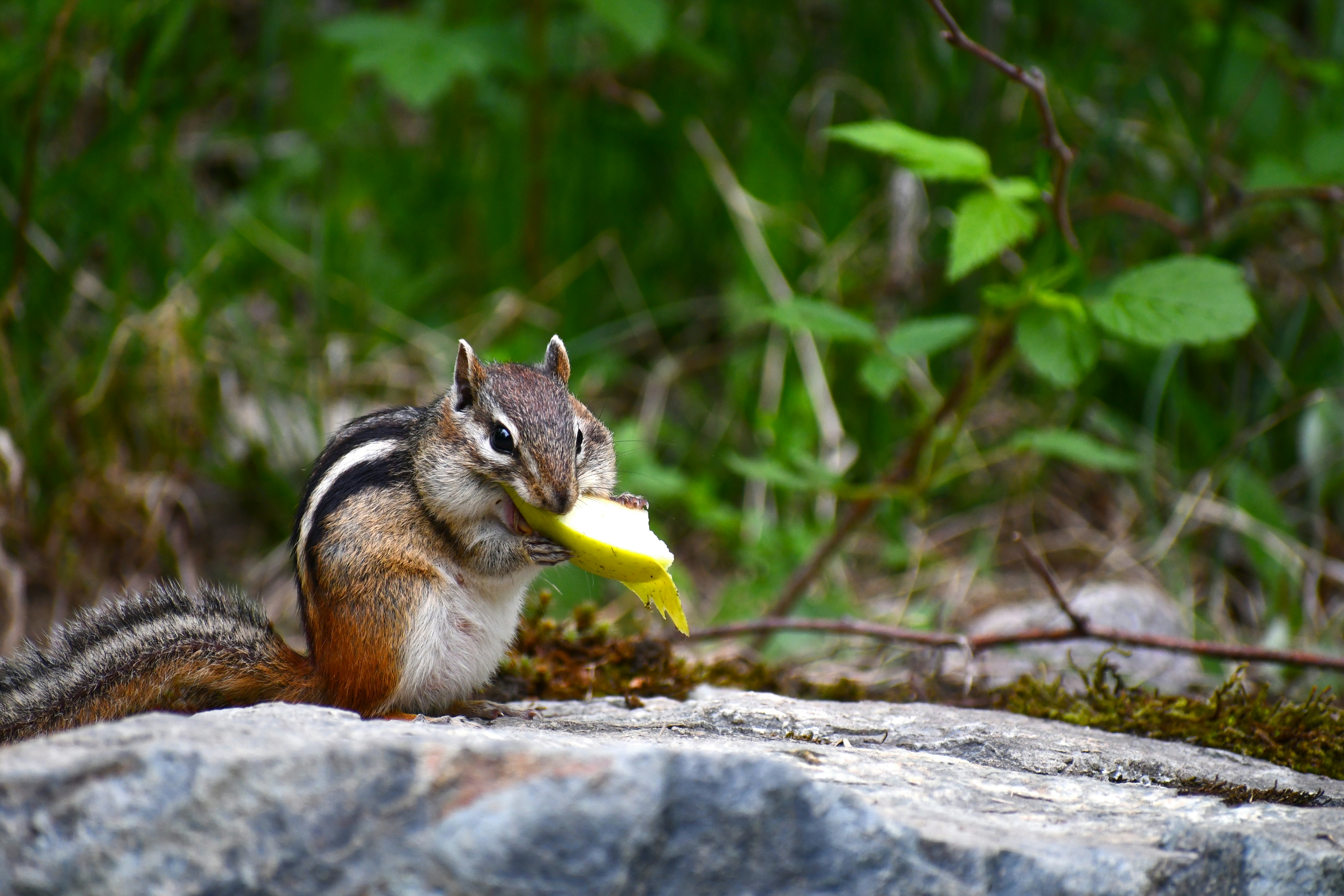 Chewing on Houseplants (image credits: unsplash)