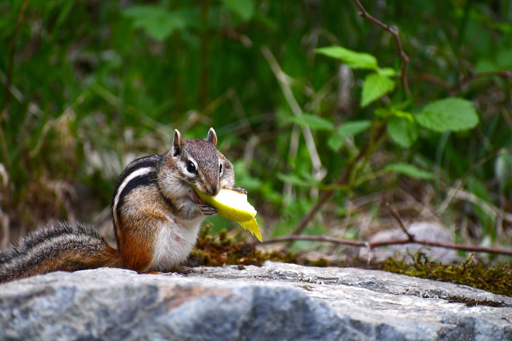braunes Eichhörnchen frisst gelbe Früchte