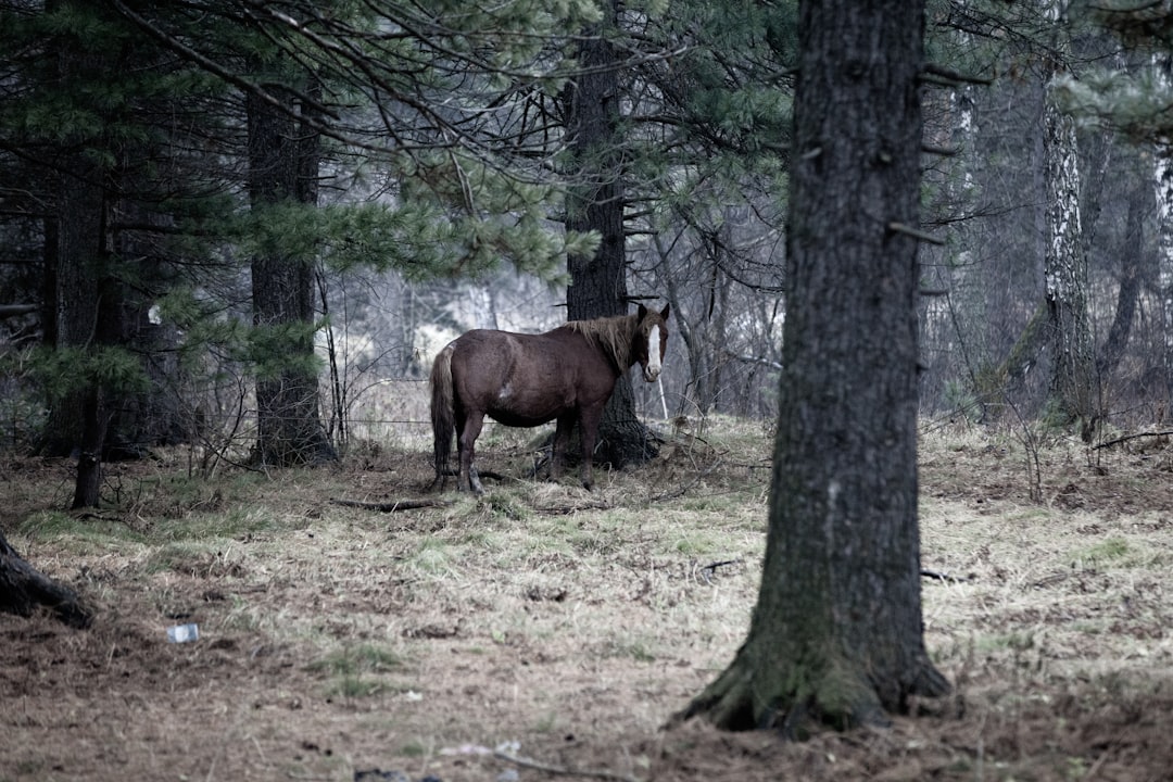 brown horse eating grass near trees during daytime