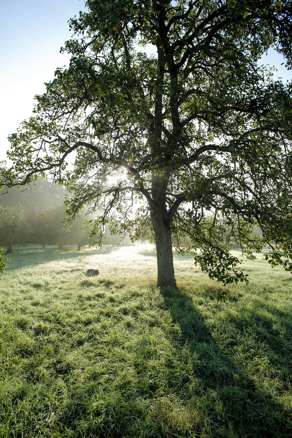 Árbol verde en campo de hierba verde durante el día