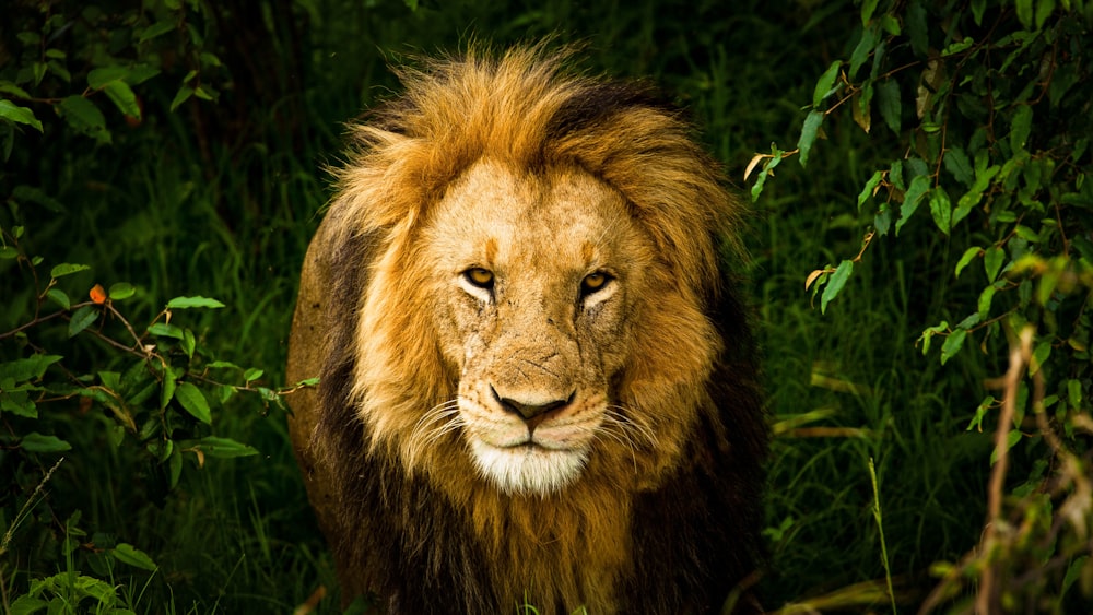 lion lying on green grass during daytime