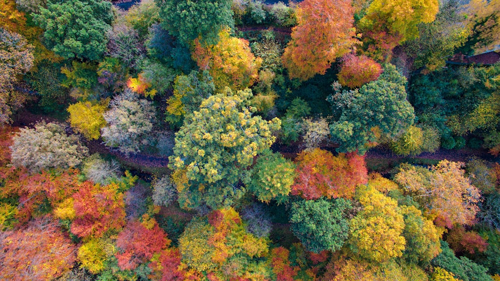 árvores verdes e laranjeiras durante o dia