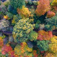 green and orange trees during daytime