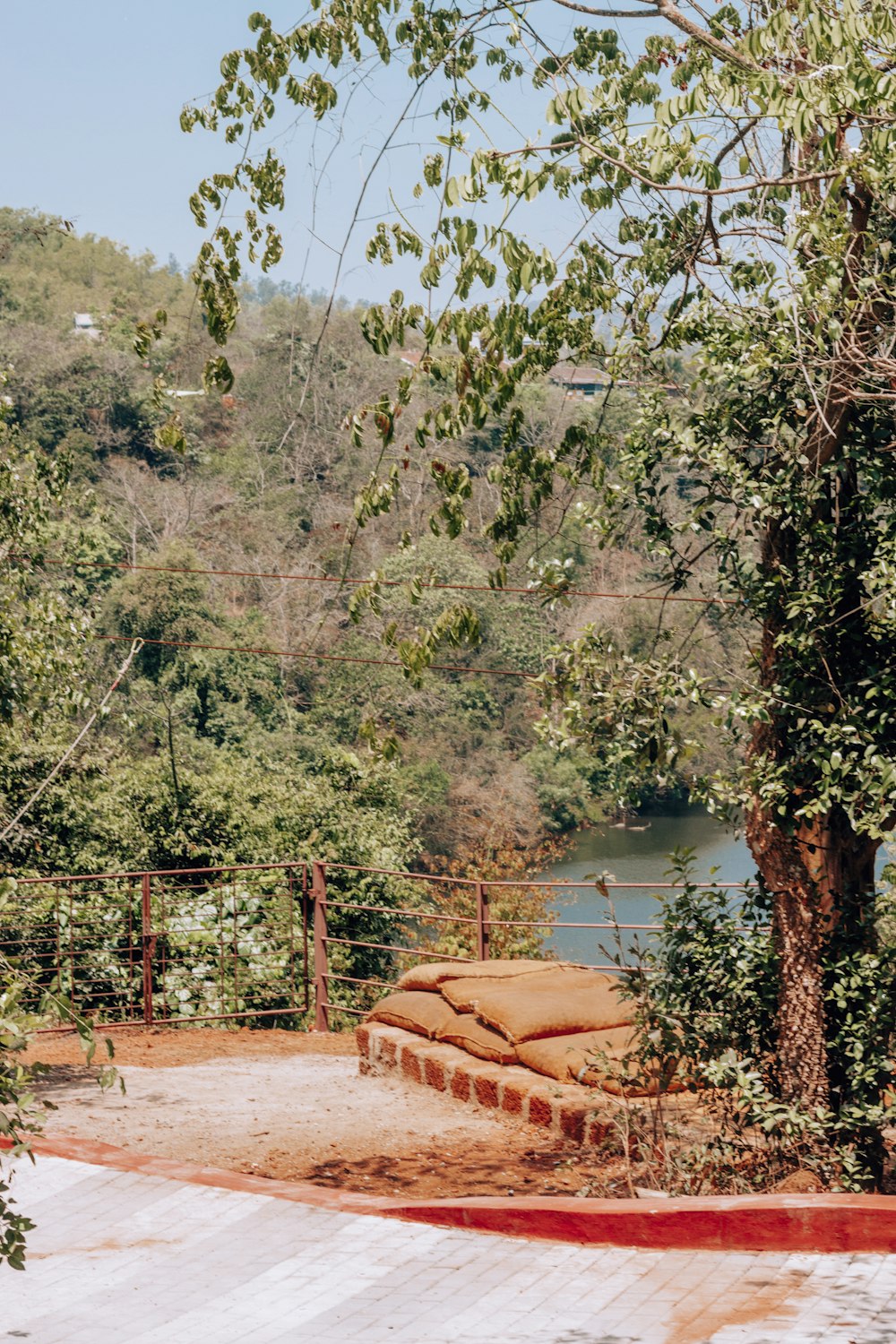 green trees near body of water during daytime