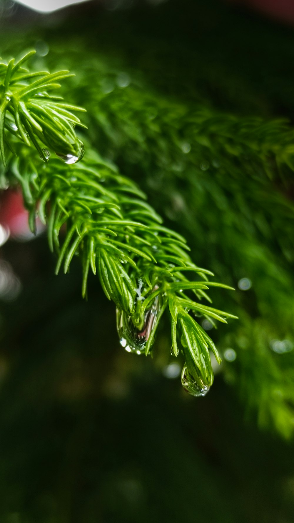 water droplets on green plant