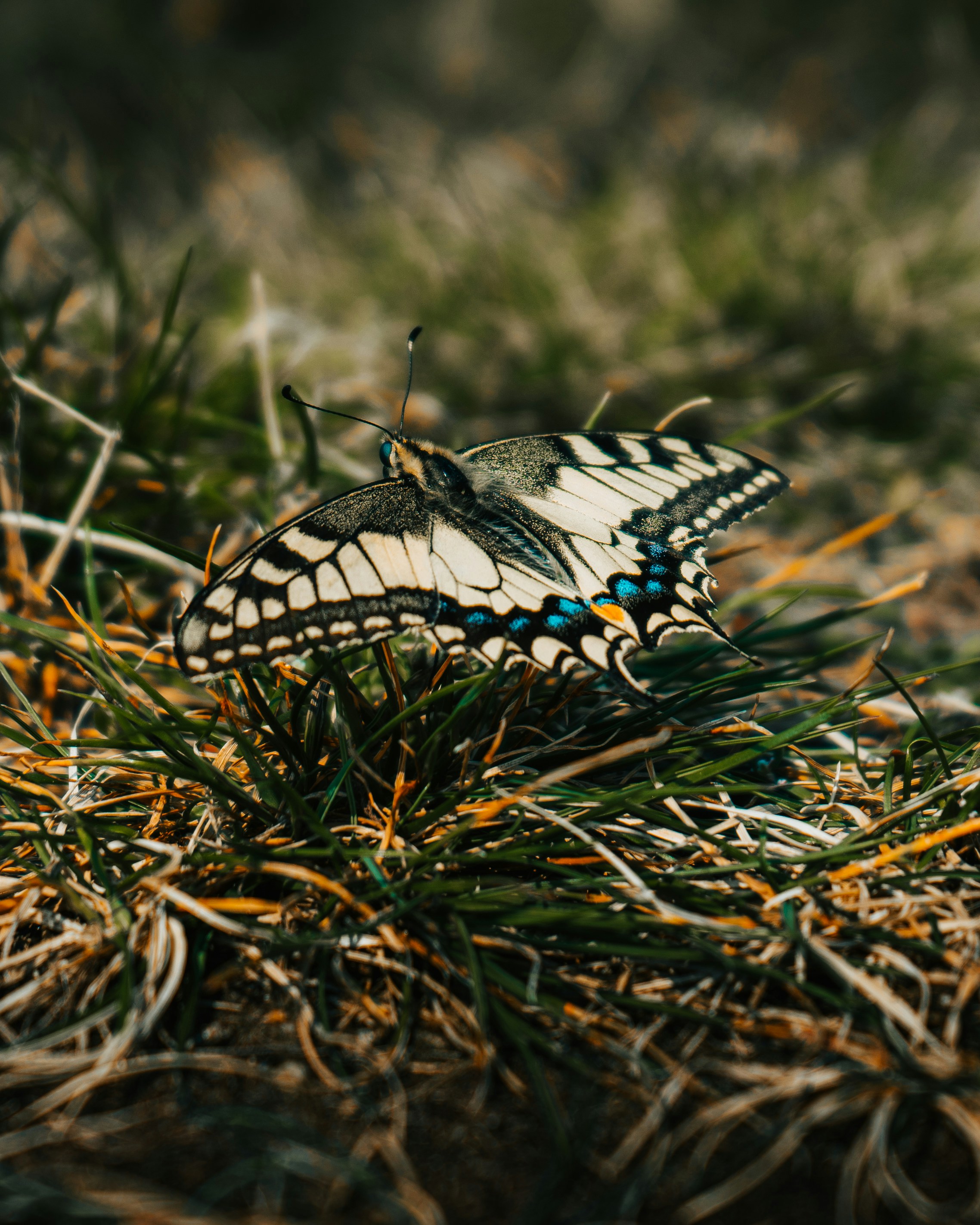 papillon noir, blanc et bleu sur l’herbe brune