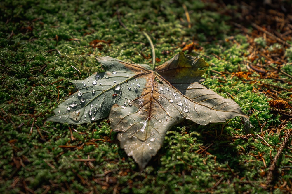 grey leaf on green grass