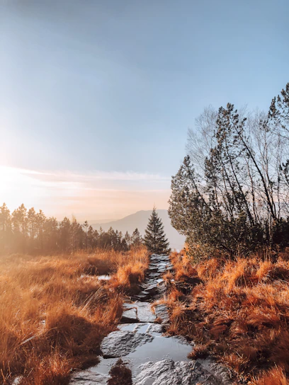 A serene mountain path winding through lush forests in West China under a soft golden sunset.