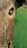A close-up view of a textured, weathered animal sculpture featuring a detailed eye on the left side. The sculpture appears to be made of stone or a similar material, with a rough, rustic surface. The background is a smooth, bright green, possibly grass or a painted surface.
