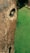A close-up view of a textured, weathered animal sculpture featuring a detailed eye on the left side. The sculpture appears to be made of stone or a similar material, with a rough, rustic surface. The background is a smooth, bright green, possibly grass or a painted surface.