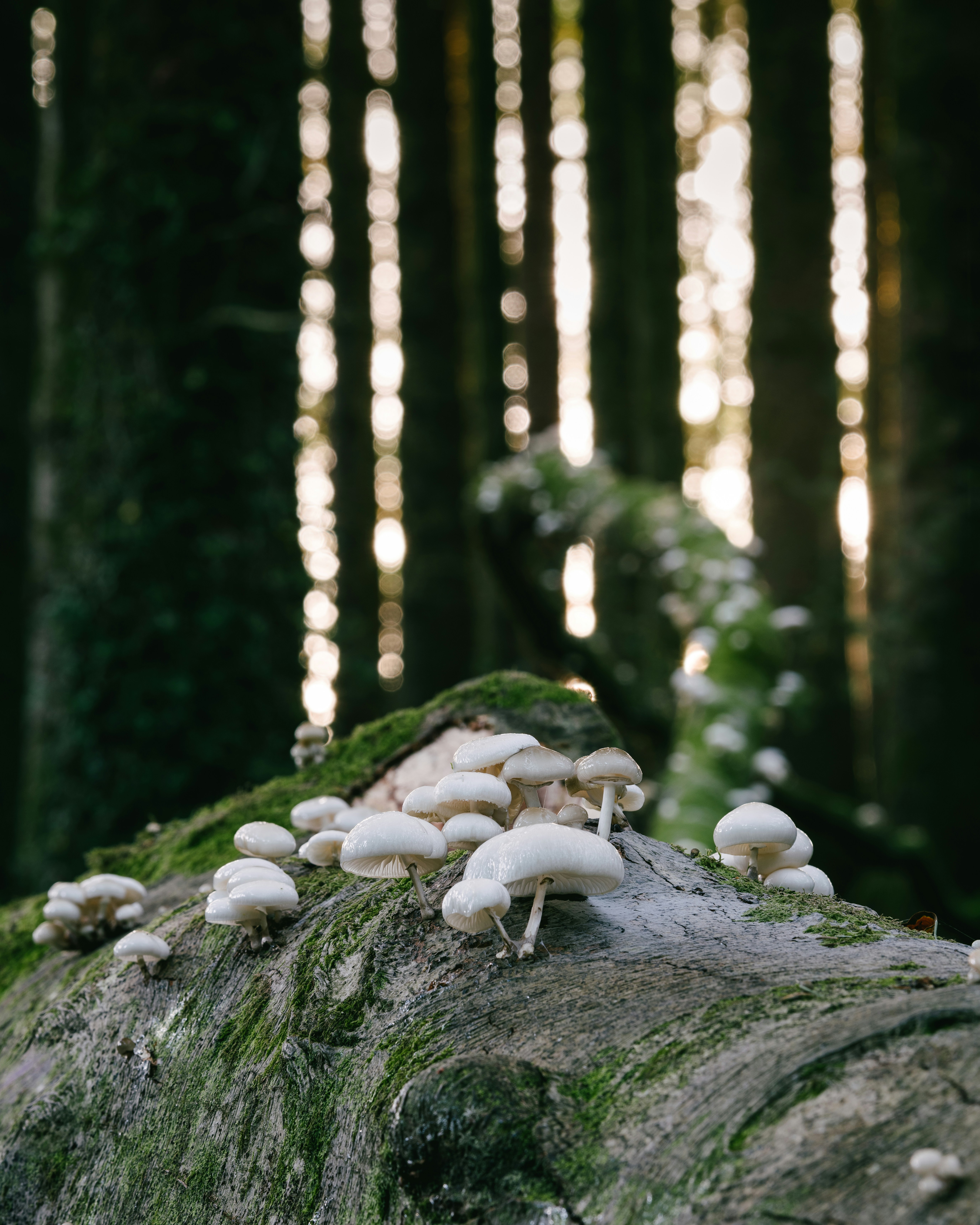 white mushrooms on brown tree trunk
