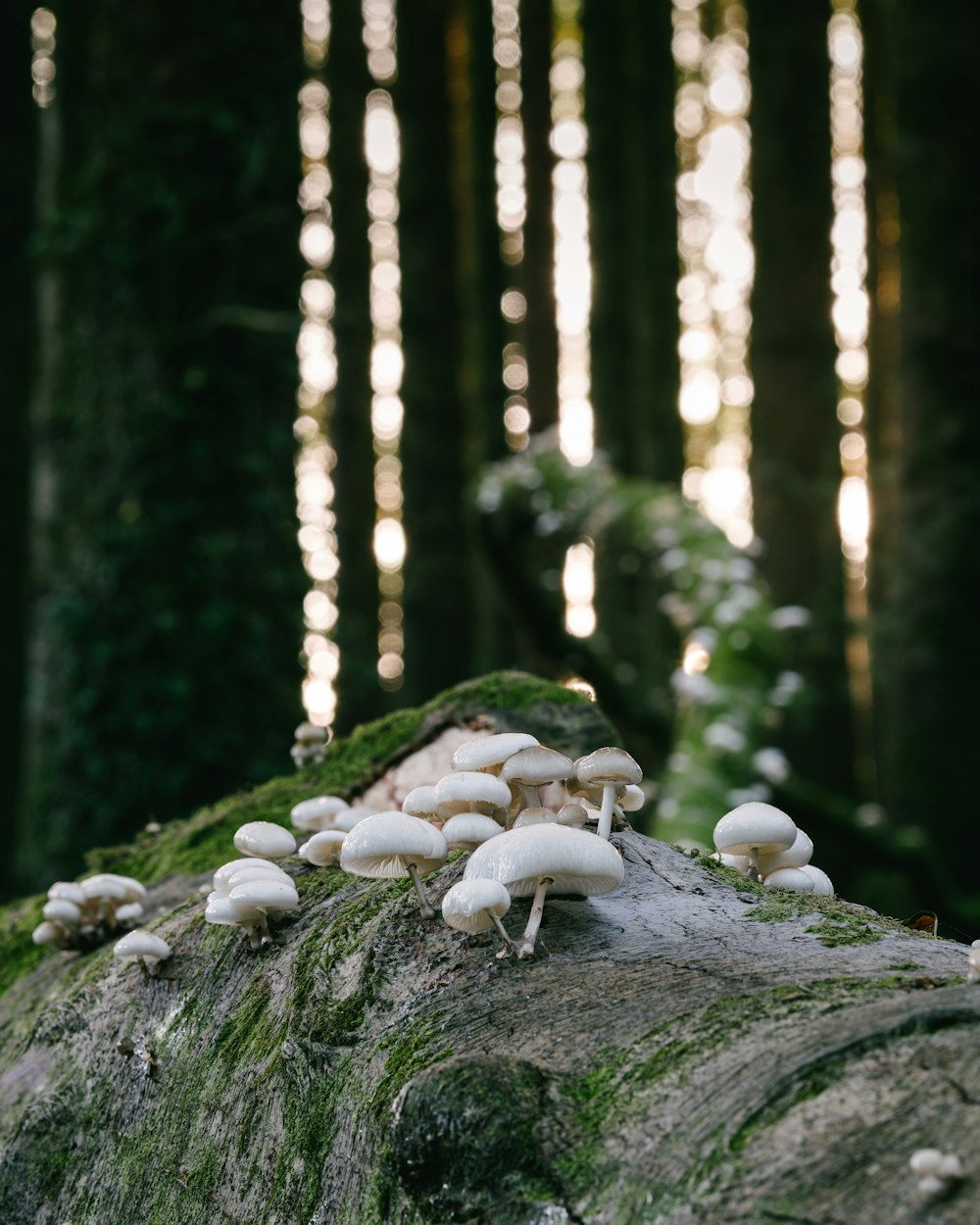 champignons blancs sur tronc d’arbre brun